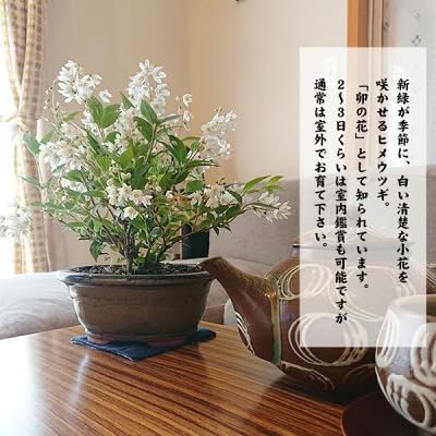 Amazon.co.jp: 遊恵盆栽 小品盆栽：姫うつぎ(藍黄土色モッコ陶器鉢)*姫